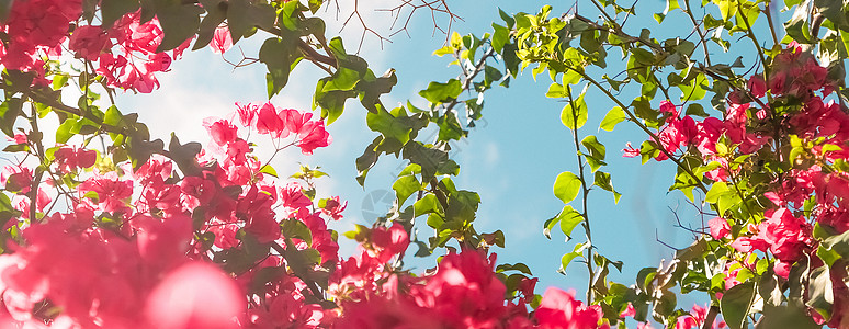 珊瑚开花 蓝天空 女性风格背景的鲜花和蓝色天空晴天花束花艺框架植物学婚礼问候植物植物群花瓣图片
