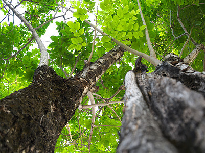 树叶背景上大树的纹理表面公园绿色植物森林叶子棕色皮肤木头环境图片