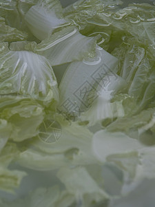 白卷心菜浸在水中叶子食物蔬菜美食浸泡原料烹饪厨房绿色白菜图片