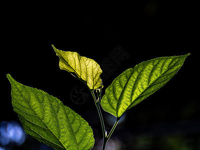 叶静脉和阳光照耀在毛莓树叶上背光环境阴影花园绿色静脉季节生长嫩叶植物图片