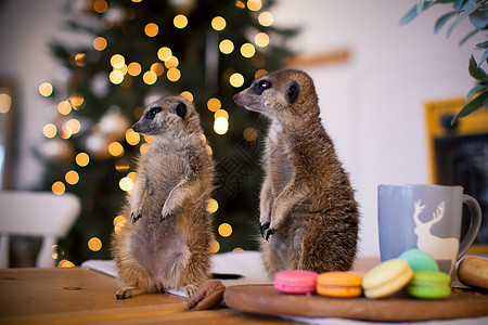 和圣诞树一起被装饰的房间的幼崽里动物园保障星星幼兽庆典风格哺乳动物荒野动物礼物图片