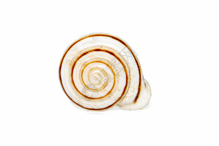 Theba 是呼吸空气的陆生蜗牛的分类学属 蜗牛科中的中型有肺腹足类软体动物 真正的蜗牛 海底动物 贝壳野生动物花园动物学荒野滚图片