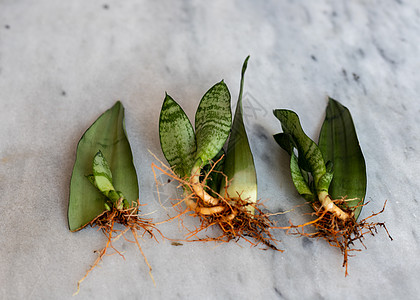 桑塞维里亚新植物 因有选择性地重点切叶而植根于图片