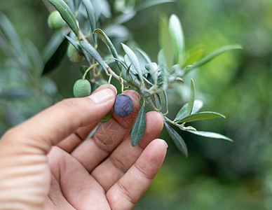 从树上摘橄榄的手图片