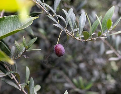 挂在树枝上的橄榄果图片