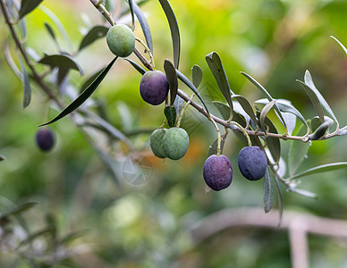 在树枝上采橄榄果 有选择性地聚焦和模糊背景;图片
