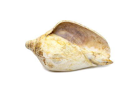 白底海螺贝壳的图像被隔离在白色背景上 海底动物 海壳珍珠假期野生动物海岸海洋海岸线螺旋热带宏观贝类图片