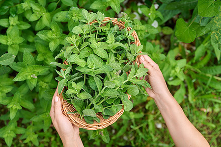 采摘薄荷叶 女人的手 在花园里用打水机和棍子板收成收获植物女性芳香树叶叶子草本植物栽培女士图片