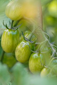 樱桃西红柿在花园里生长 樱桃西红柿开始成熟栽培阳光叶子季节园艺温室收获地面植物蔬菜图片