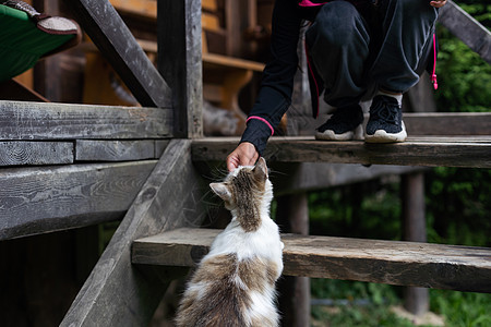 一个小女孩喂猫 在院子里工作室乐趣女孩孩子宠物亲热动物小猫喜悦喂养图片