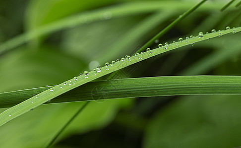 雨后绿叶上的水滴 有选择性地聚焦于雨水中生长气泡液体热带宏观生活植物飞沫自然静脉图片