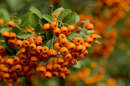 橙色的皮拉坎萨果子特写在灌木丛生长花园灌木浆果季节水果农业园艺公园植物图片