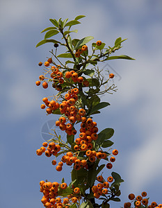 橙色的皮拉坎萨果子特写在灌木丛植物群树叶食物营养灌木衬套收成药品生长公园图片