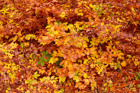 美丽的秋天 秋天美丽的色彩 秋天的树林活力森林农村地面环境季节天堂时间休息行动背景