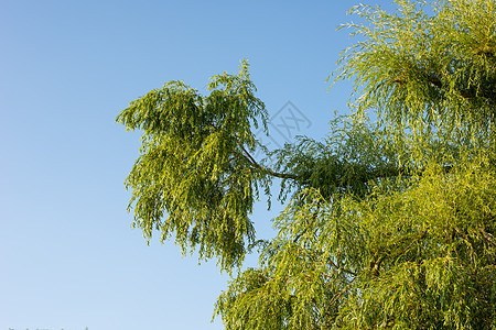 树  一种类型的标记 树  各种类型和形式的通用植物生活叶子森林风景生态空气力量环境树叶木头图片