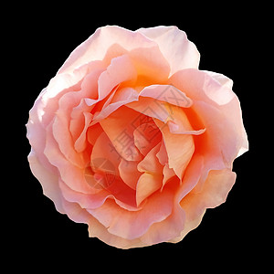 粉红色玫瑰在黑色背景下划线上隔离 有剪切路径橙子植物花瓣植物学礼物粉色植物群图片