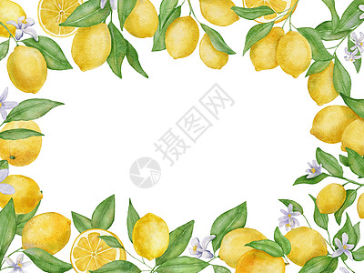含叶子的柠檬水果和花水彩色长方形框 手画植物框架 在白色上隔离包装果汁圆圈食物水彩插图饮食艺术品艺术菜单图片