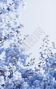 婚礼花艺蓝花层构成晴天花园花朵庆典植物学奢华植物群花瓣小样婚礼背景