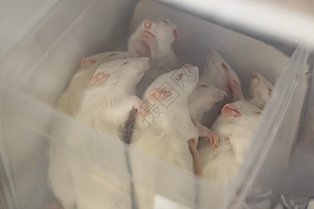 在宠物店的冷冻冰箱里 冻结在冰柜里的白老鼠图片