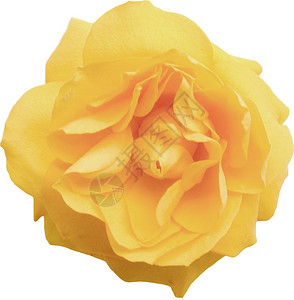 孤立的清新黄玫瑰背景图片