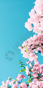 粉色花朵和蓝天空 在梦幻的花园里 鲜花背景框架小样庆典花瓣海报邀请函植物问候花艺奢华图片