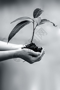 特写一个农民手里拿着绿色植物的手 的概念和森林保护树苗食物货车园艺播种地面地球农业生态叶子图片