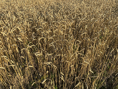 夏季金麦田全景 阳光明媚的日间小麦田耳朵粮食干草谷物大麦标识农场面粉工厂薄片图片