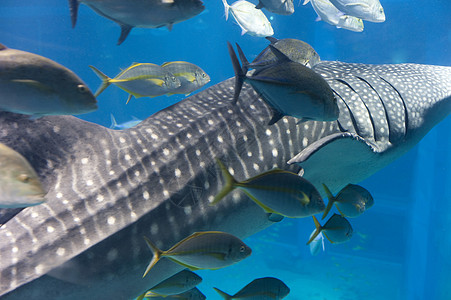 捕鲸鲨鱼喂养鼻齿兽展示囚禁生态旅游野生动物盐水景点旅游水族馆鲸鲨图片