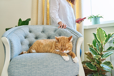 放松的睡猫在扶椅上 女性使用智能手机说谎技术房间休息电话红色动物睡眠宠物女士图片