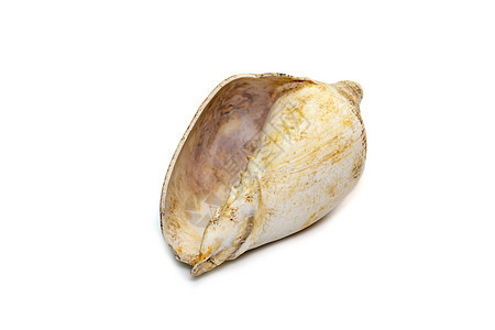 孤立在白色背景上的白色海螺壳的图像 海底动物 贝壳宏观螺旋扇贝热带海岸海岸线贝类纪念品野生动物化石图片