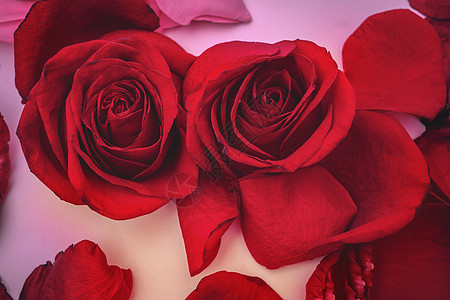 红玫瑰在背景的玫瑰花瓣中卡片浪漫花瓣玫瑰植物花园花束婚礼礼物假期图片