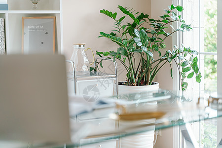 舒适的工作场所 在办公室和家里都有一台笔记本电脑 明亮的房间有大窗户 书柜和绿色植物 远程工作 自由职业者职场技术风格花瓶椅子配图片