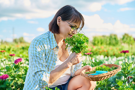 菜园中年期妇女 种植食草类作物植物绿色植物蔬菜微笑农业茄子芳香生态女性修枝图片