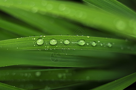 雨后绿叶上的水滴 有选择性地聚焦于雨水中生活静脉反射花园自然环境宏观热带液体气泡图片