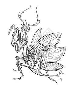 用铅笔画一只手举起爪来祈祷的鹿情调环境艺术昆虫动物群卡通片生物蚱蜢墨水插图图片