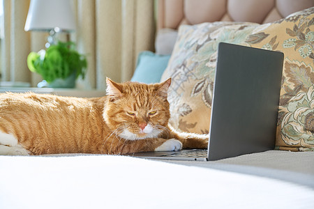 用笔记本电脑躺在床上 躺在家里的睡梦姜猫研讨会互联网宠物哺乳动物网络动物屏幕商业教育注意力图片