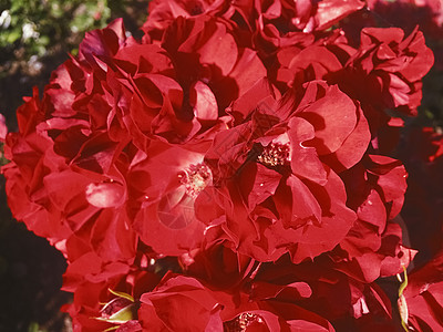 红开花花园日落时玫瑰花朵 花花的美丽背景奢华花园碎花园艺乡村礼物花束婚礼假期艺术图片