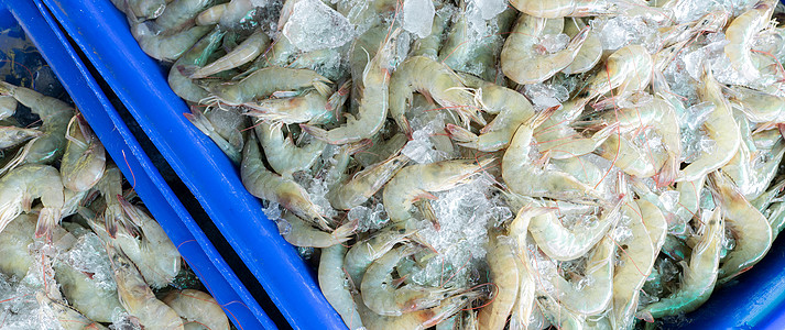 海鲜工厂碎冰上的新鲜白虾在市场上出售 在海鲜餐厅烹饪的生虾 海鲜行业 贝类动物 虾市场 未煮熟的大虾 冷冻食品厂的虾加工甲壳厨房蓝色海洋背景