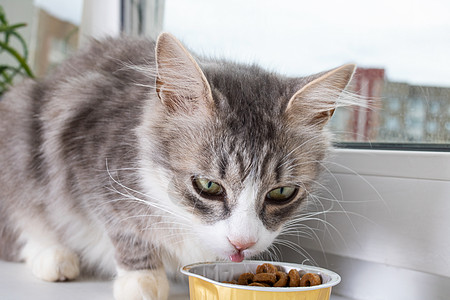 灰色毛绒猫在窗台上吃食物小吃盘子动物虎斑窗户花束宠物小猫毛皮猫咪图片