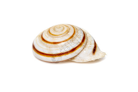 Theba 是呼吸空气的陆生蜗牛的分类学属 蜗牛科中的中型有肺腹足类软体动物 真正的蜗牛 海底动物 贝壳动物学漩涡动物群野生动物图片