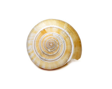 通常称为狗螺 或以其众所周知的同义词是食用海蜗牛的一种品种海鲜盘子宏观科学蜗牛海洋食物动物翅膀卡盘图片