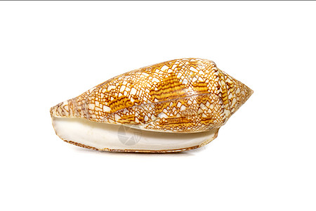 海壳的图像是一种海蜗牛 一种海洋腹足类软体动物 属于 Conidae 科 锥形蜗牛及其盟友 海底动物珊瑚礁地锥海滩贝壳框架生活热图片