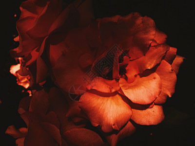日落时花朵盛开的玫瑰花 花花美景背景假期植物学奢华风格玫瑰植物乡村花瓣装饰花园图片