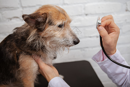 兽医诊所的可爱混合混合品种收容所犬在兽医诊所朋友庇护所医院考试动物宠物男人卫生混种帮助图片