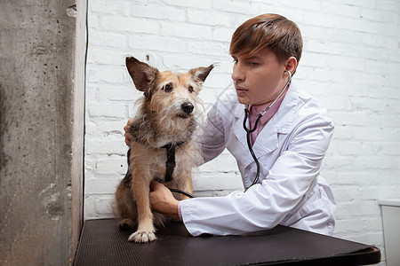 兽医诊所的可爱混合混合品种收容所犬在兽医诊所检查男性服务福利混种流浪宠物动物男人办公室图片