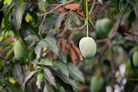 树上挂在茂密丛林的树木上 展示着印度生长的奇特甜美果实果园美食气候收成营养异国果树花园叶子植物图片