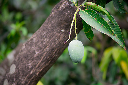 树上挂在茂密丛林的树木上 展示着印度生长的奇特甜美果实气候食物收成果树花园异国农场季节美食植物图片