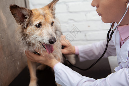 兽医诊所的可爱混合混合品种收容所犬在兽医诊所卫生动物舌头检查医院庇护所福利办公室考试混种图片