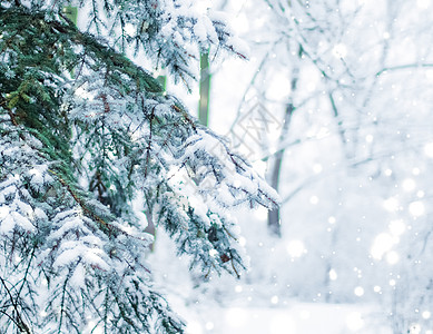 冬季假日背景 自然风景 圣诞时森林中明亮的雪雪和寒冷天气旅行魔法树木场景闪光辉光问候降雪雪花新年图片