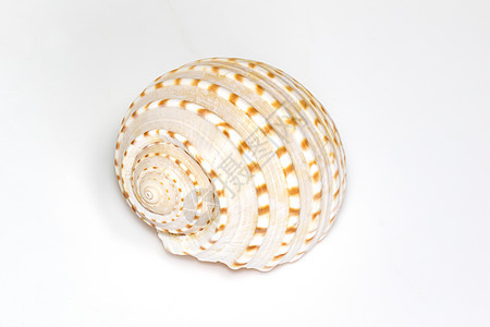 白色背景的海贝壳图象 海底动物 海贝壳假期海洋动物群纪念品海滩螺旋蜗牛热带动物学生物学图片
